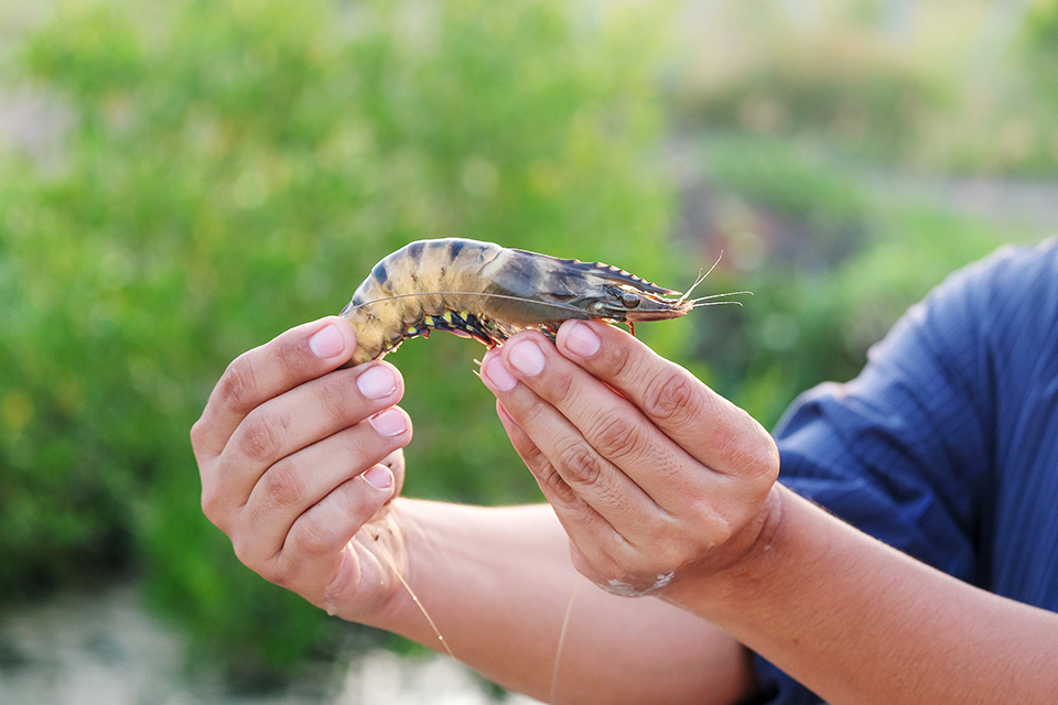 Ein Fischer hält eine lebendige Black Tiger Garnele in seiner Hand.